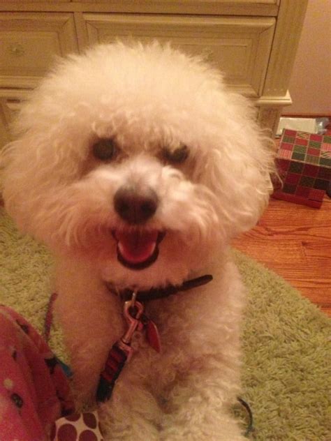 gucci bichon|bichon frise facts.